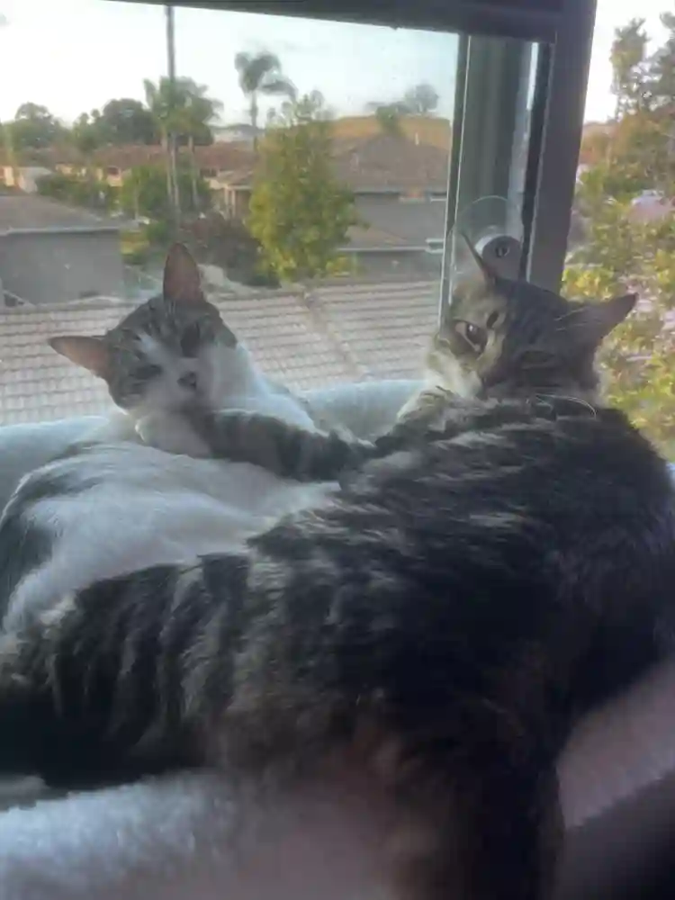 Room for two people plus animals!