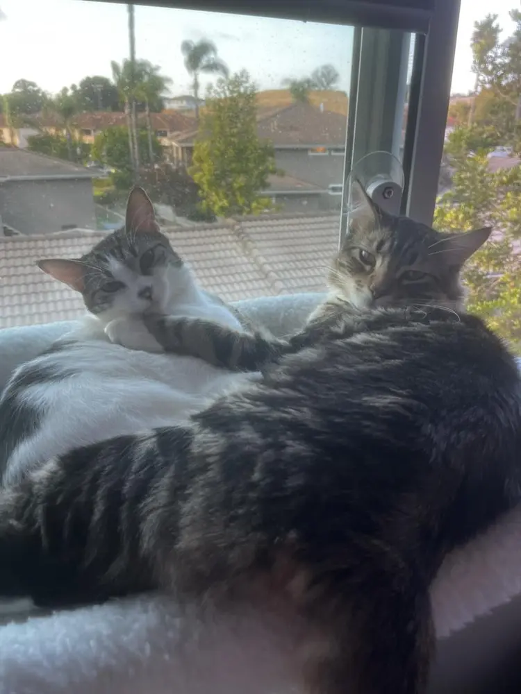 Room for two people plus animals!