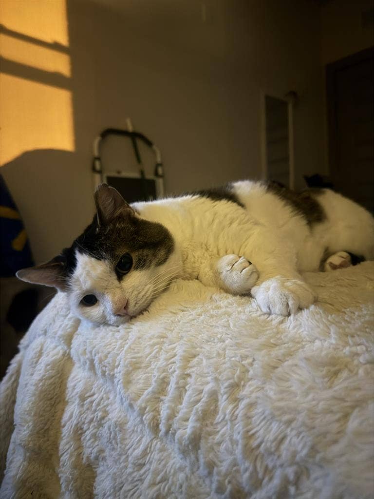 Disabled and cat owner
