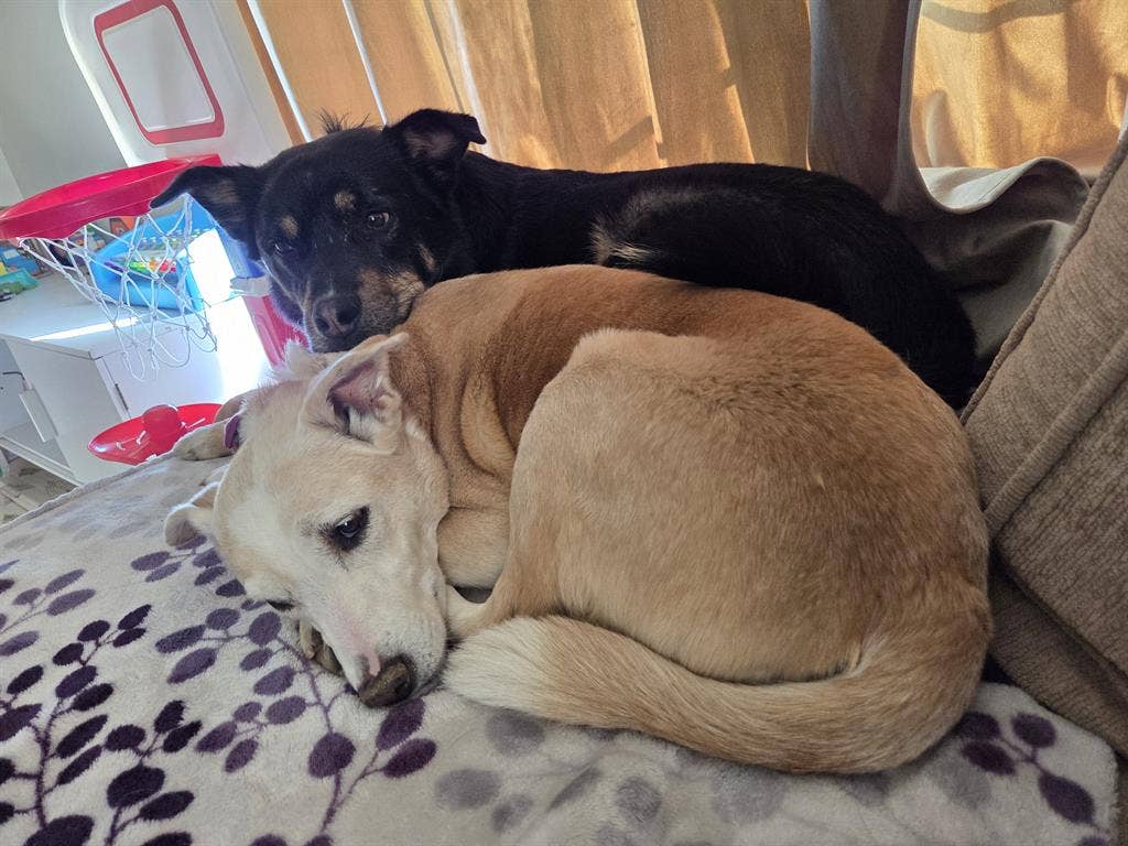 In need of Room, Tacoma Area