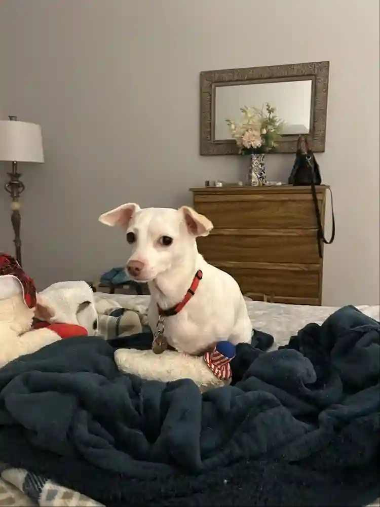 Dog friendly