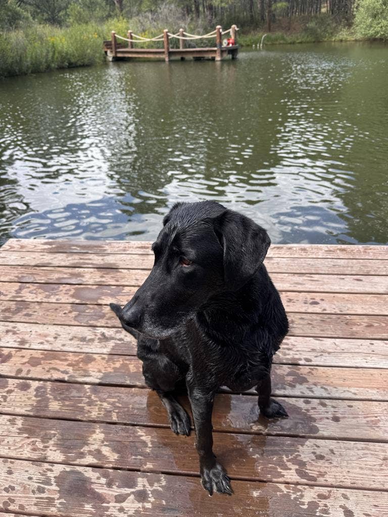 Dog and I looking to move!
