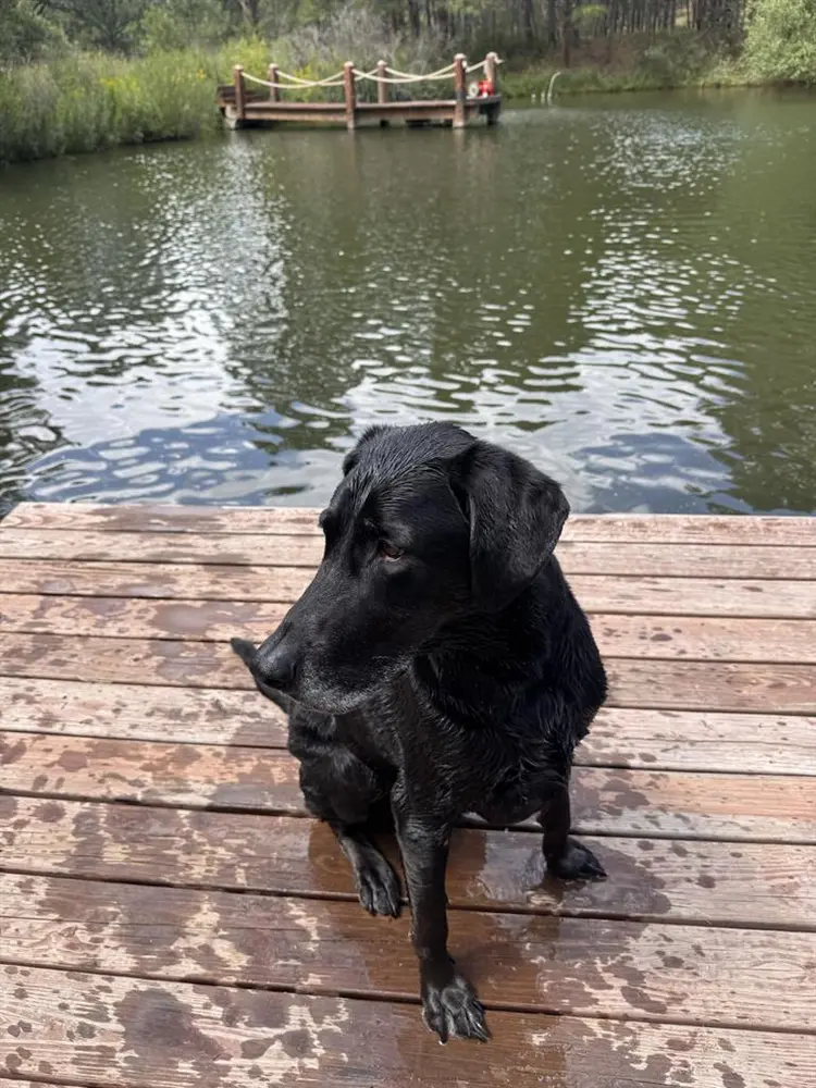 Dog and I looking to move!