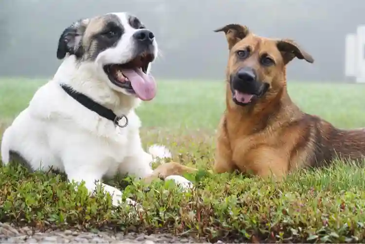TWO DOGS, NEED HOUSING WITH THEM