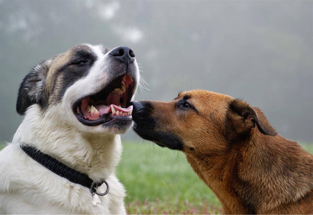 TWO DOGS, NEED HOUSING WITH THEM