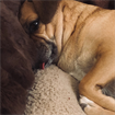 julie