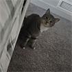 julie