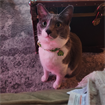 Charlie