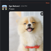 Ege