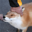 Yuki