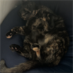 Gabby