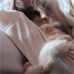 Catarina