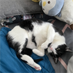 Nur