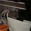 Nikolai