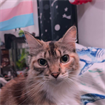 Ava
