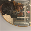 Jania