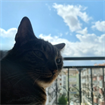 Mithat