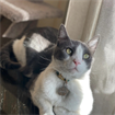 parisa