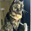 eli