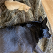 Haley