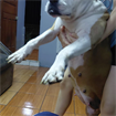 Sebas